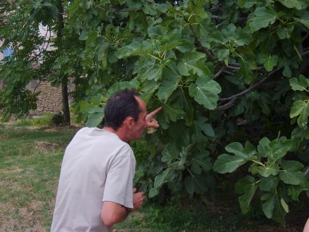 LaUrEnt CherchAnT dEs FigUes !